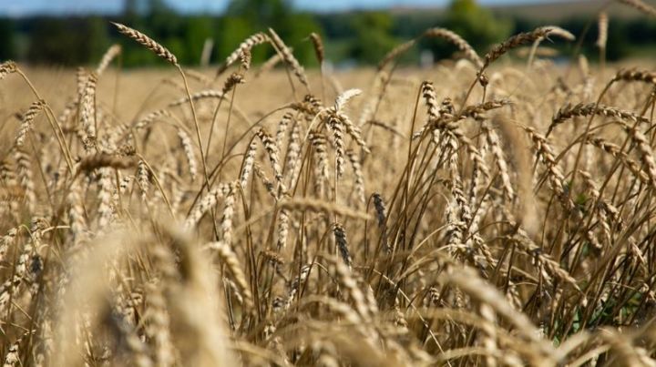 В Татарстане собран третий миллион тонн зерна нового урожая