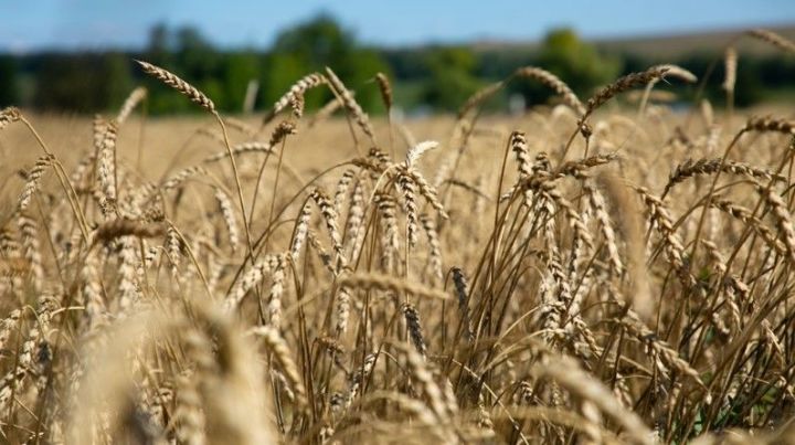 Четвертый миллион тонн зерна нового урожая собран в Татарстане