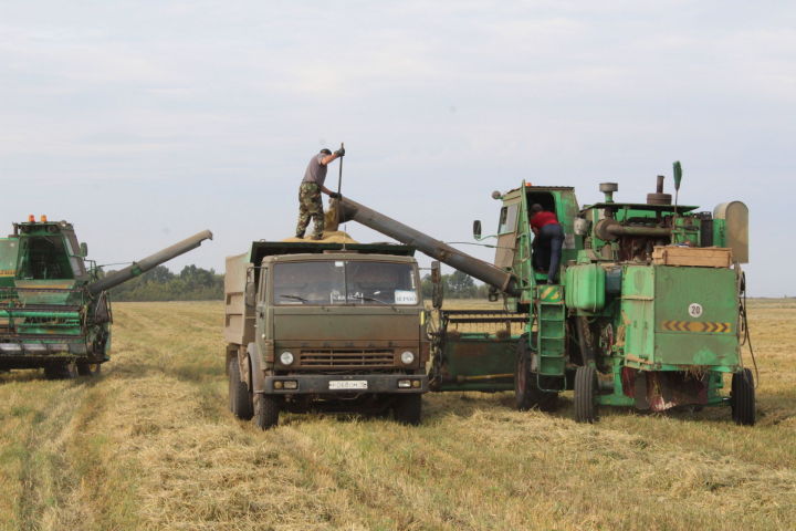 Хлеборобы ООО «Агро-Основа» Новошешминского района завершают уборку зерновых культур