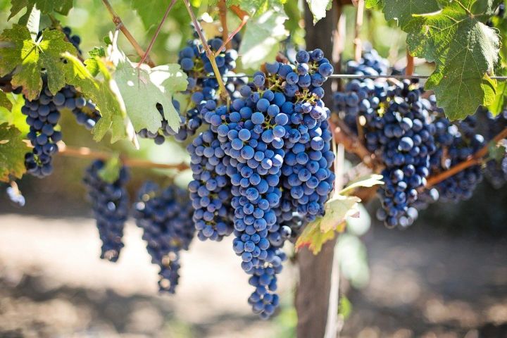 Чрезмерное злоупотребление виноградом может навредить вашему здоровью