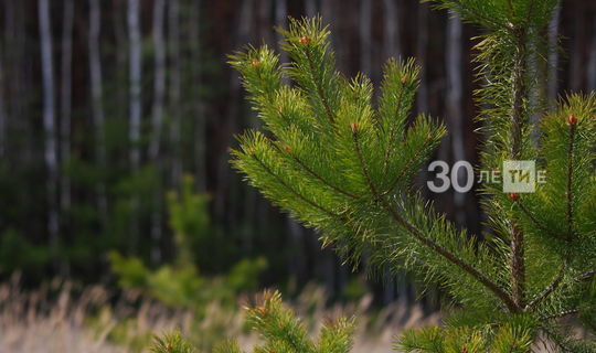 В Татарстане план по восстановлению лесов выполнен на 4 года раньше