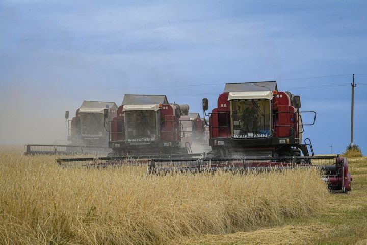 9 районов Татарстана завершили уборку зерновых культур, Заинский — лидер по урожайности