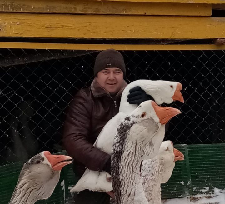 Айдар Мифтахов  из Новошешминска увлекается разведением породистых гусей