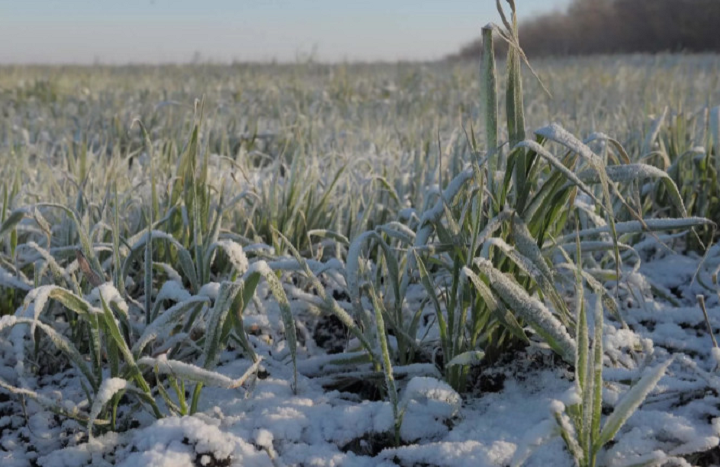 В Россельхозцентре Татарстана пояснили, как предотвратить гибель озимых культур от вымерзания