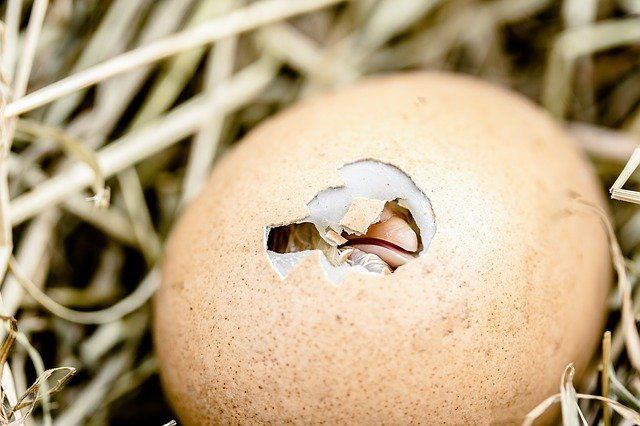 Что делать, если куры несут яйца с очень тонкой скорлупой