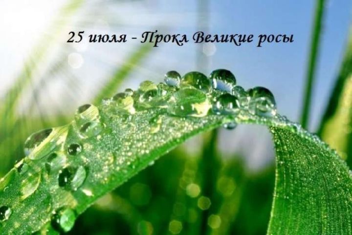 В воскресенье 25 июля 2021 года в народном календаре – Прокл-плакальщик, Прокл-великие росы, Проклов день.