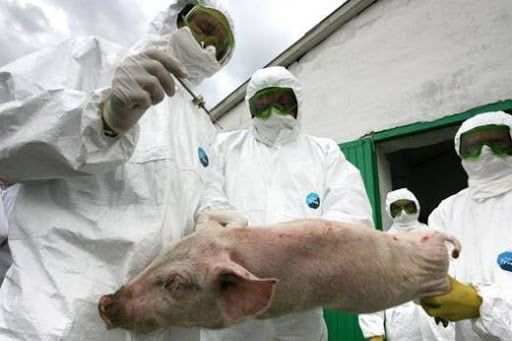 В трех сельских поселениях Новошешминского района введен карантин из-за Африканской чумы свиней