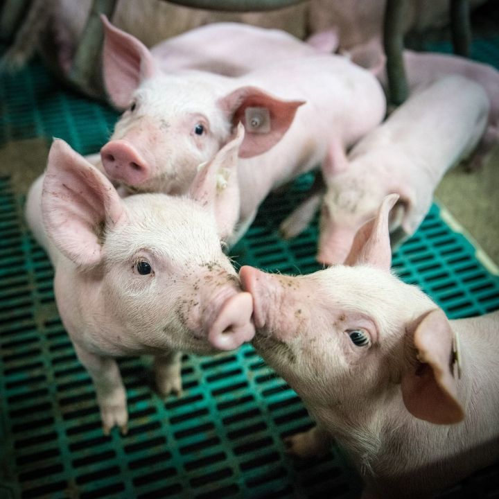 В Новошешминском районе отменили карантин по африканской чуме свиней
