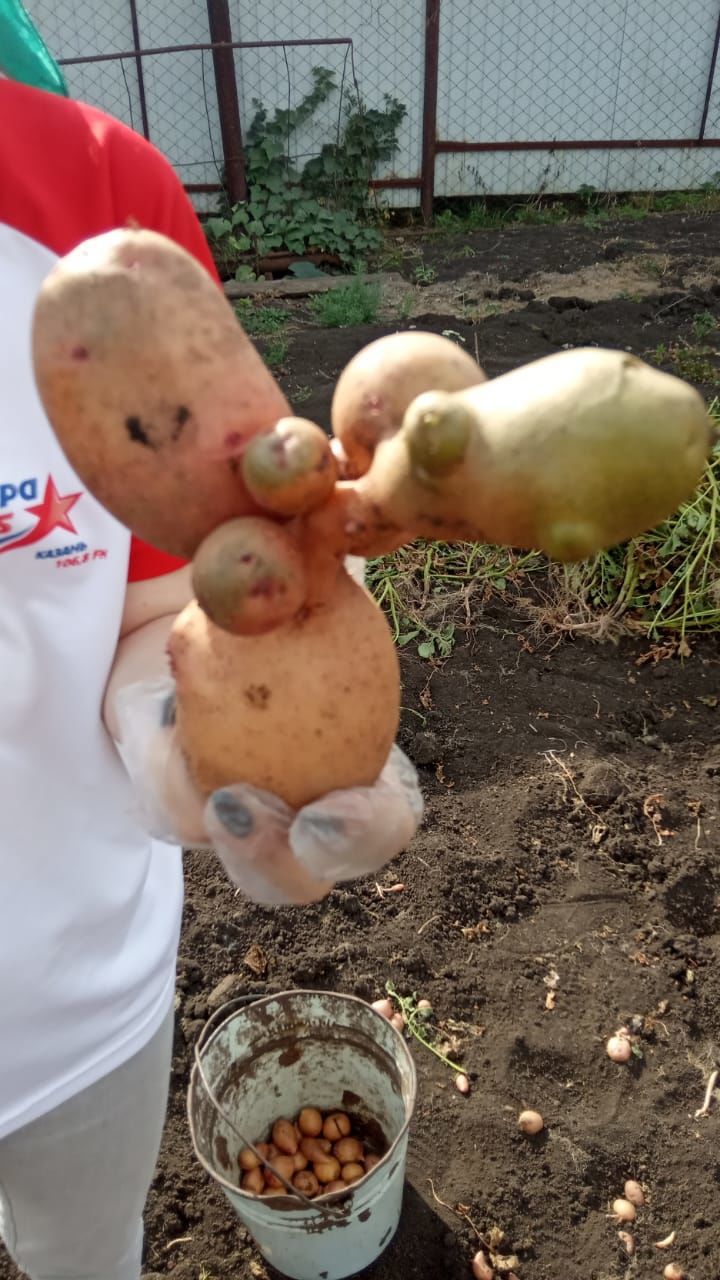 В Новошешминске картошка и без дождей выросла