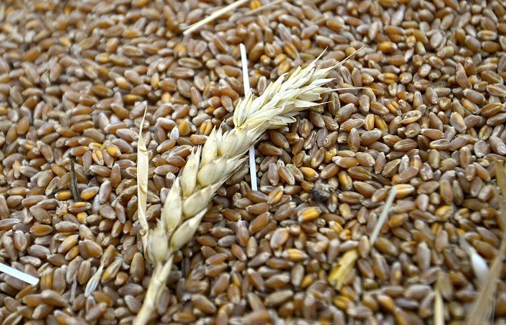 Специалисты Россельхозцентра Татарстана определили степень заражённости семян яровых культур болезнями