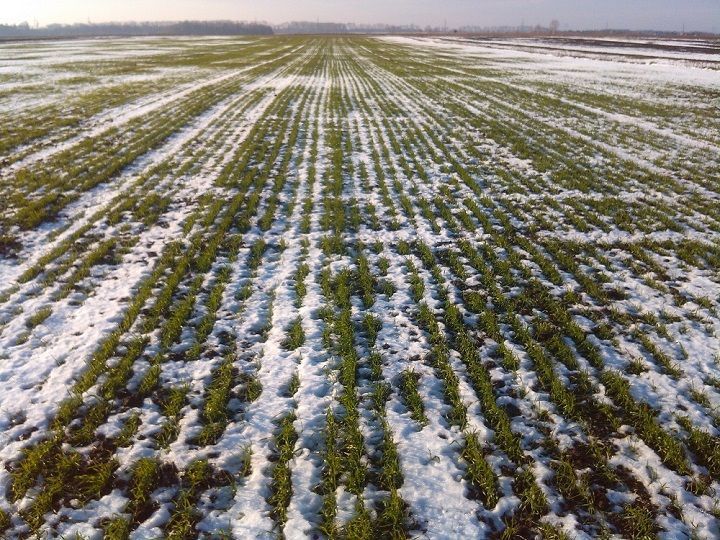 В Россельхозцентре Татарстана рассказали об оптимальных строках весенней подкормки озимых зерновых культур
