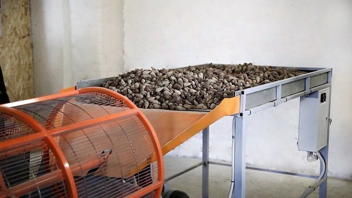 В Татарстане заготовлено 448,7 кг семян хвойных пород в рамках национального проекта «Экология»