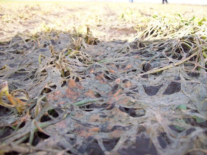 Россельхозцентр Татарстана: быстрое освобождение полей от снега предотвращает поражение озимых культур болезнями выпревания