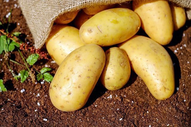Как посадить картофель, чтобы получить достойный урожай