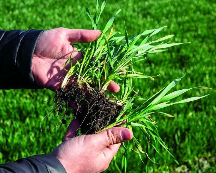 В Татарстане оценили состояние озимых зерновых культур