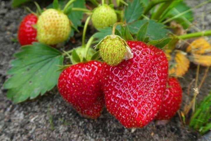 Весенняя подкормка для клубники, чтобы ягоды были большими и сладкими