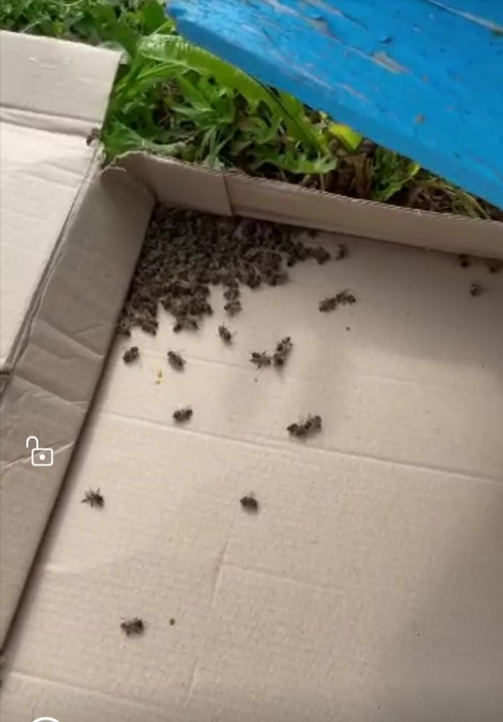 В Арском районе Татарстана произошло массовое отравление пчел