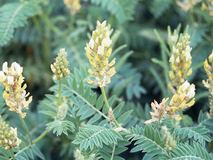 Астрагал шерстистоцветковый – растение, которое считается лекарственным