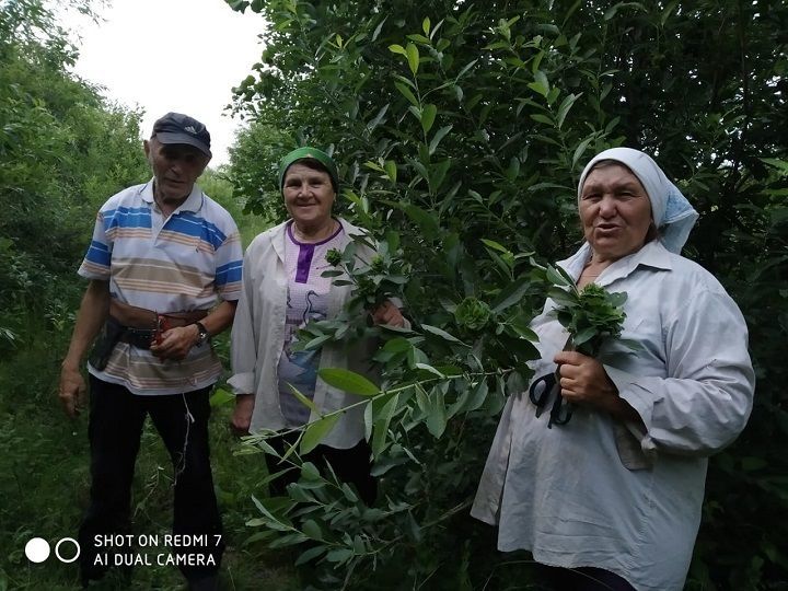 Чудо-цвет: жители села Горшково прислали фото зеленой розы