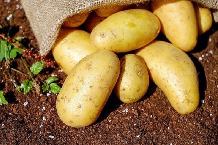 Защитить урожай картошки от проволочника легко: простая ловушка, которая избавит вас от вредителя