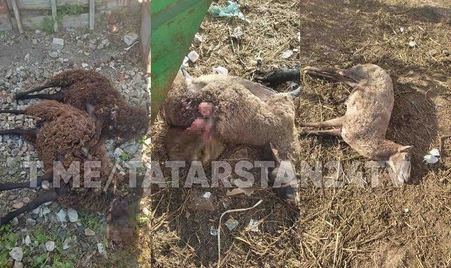 В Татарстане бродячие собаки растерзали стадо овец