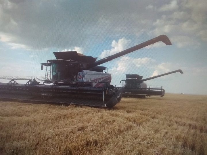 Новошешминские аграрии убрали более 4 тыс. гектаров зерновых культур
