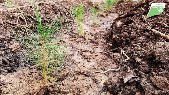 В Татарстане в рамках национального проекта «Экология» проведено лесовосстановление и лесоразведение на площади 2865 га