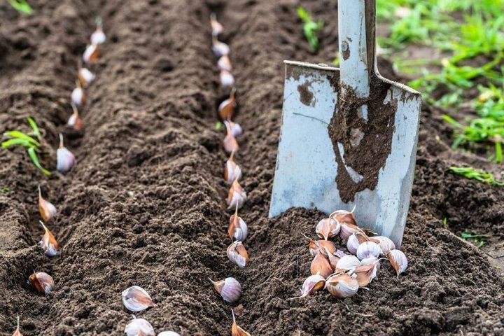 Особенности осенней посадки лука и чеснока: полезные советы для дачников и огородников