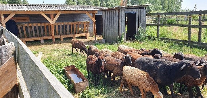 Какое поголовье скота в личных подворьях  Новошешминского района