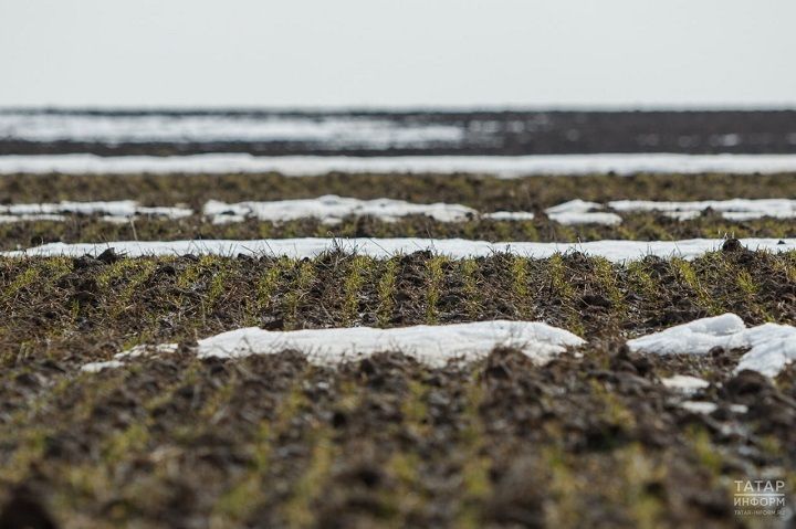 Россельхозцентр Татарстана оценил состояние посевов, оказавшихся под мощным снежным покровом