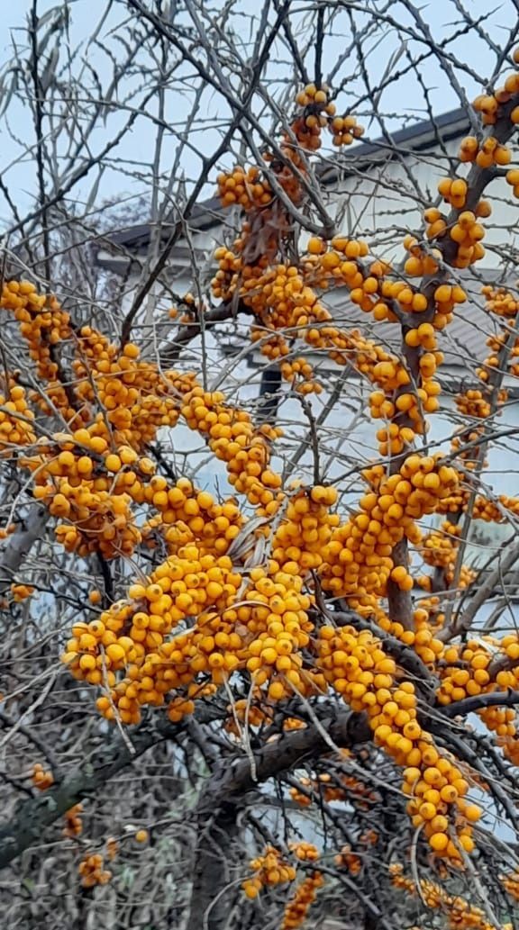 Чай с облепихой — ваш напиток для здоровья и энергии