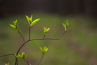 Народные приметы на 4 мая 2025 года: что можно и чего нельзя делать в этот день
