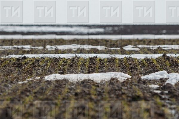 В Татарстане проведена оценка состояния озимых культур на этапе начала вегетационного периода