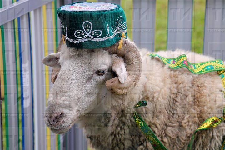 Курбан-байрам: во сколько обойдется покупка барана или коровы