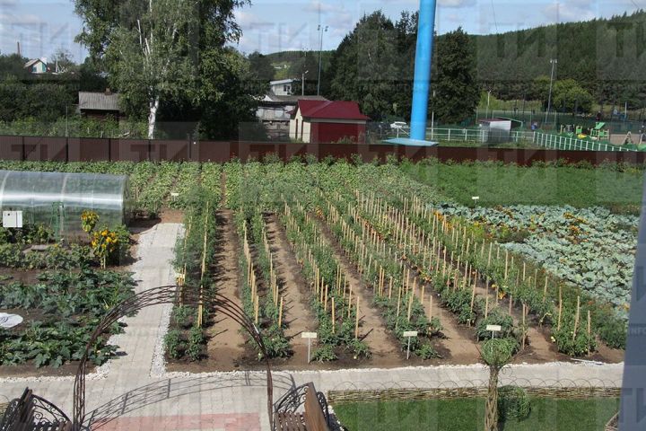 Июнь в саду и огороде: главные работы месяца
