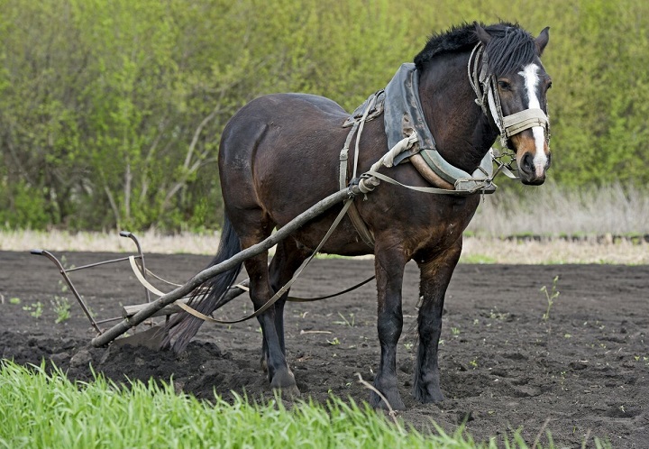 Собственный конь