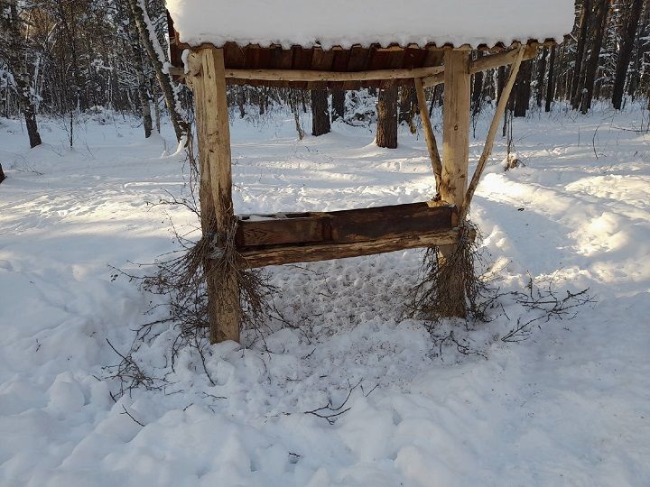 В охотничьих угодьях республики проводятся биотехнические мероприятия: Как подкармливают диких животных зимой?