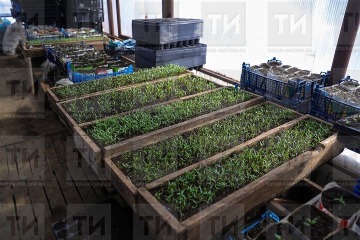 Выращивается рассада для посадки на клумбе