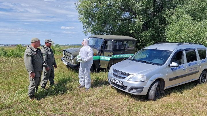 Проведена вакцинация диких плотоядных животных