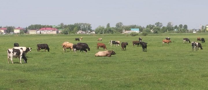 Халык тарафыннан сөт сату арткан