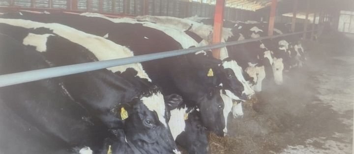 Цена молока остается на уровне 44 рублей