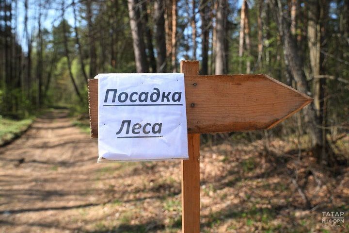 В Татарстане по нацпроекту проведено лесовосстановление на площади 1,7 тыс. гектаров