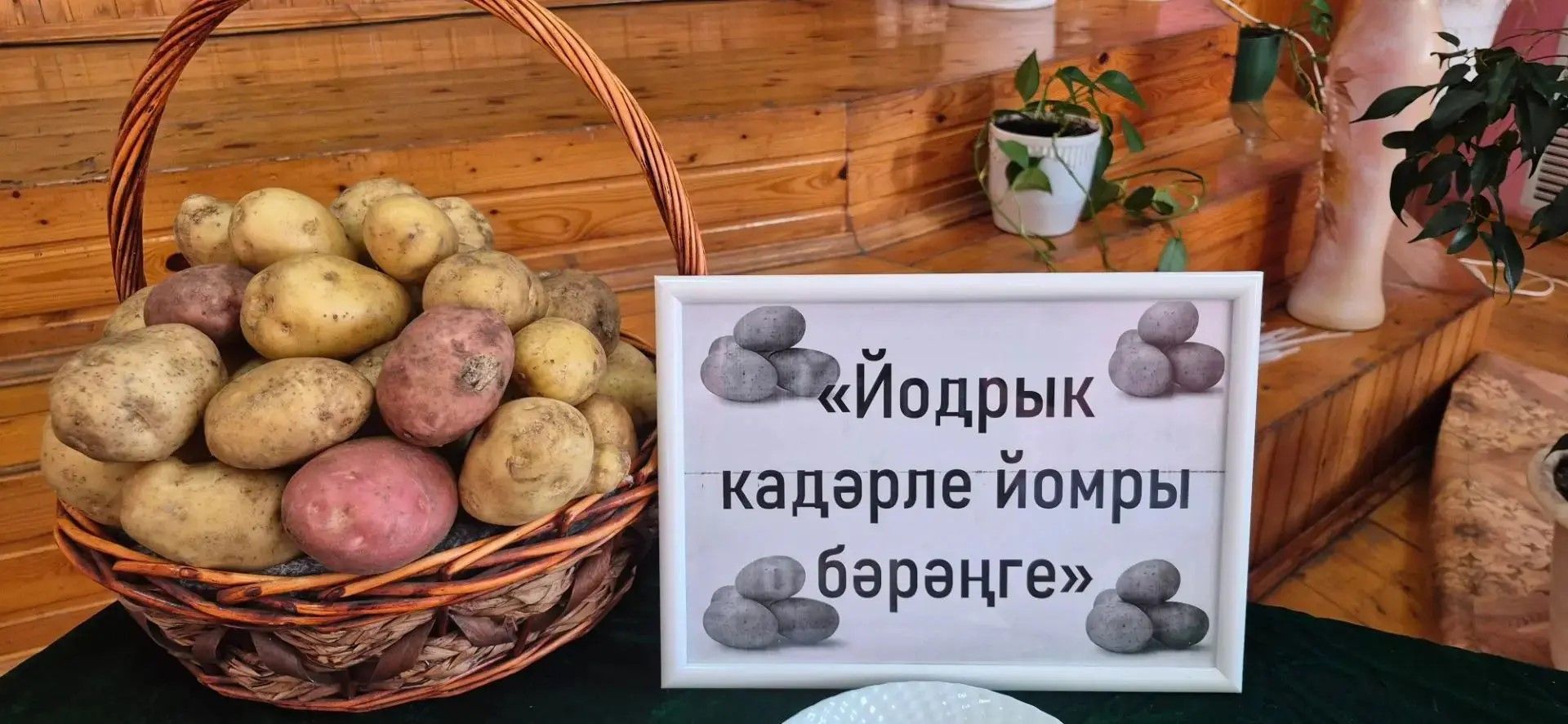 «Йодрык кадәрле йомры бәрәңге»!