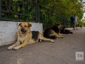 Жители Новошешминского района жалуются на лис и бродячих собак