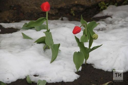 Кар өстендә алма