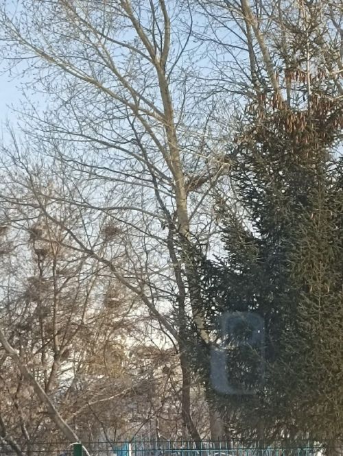 Без көтәрбез сезне сагынып!