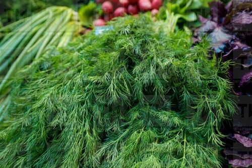 Как весной получить ранний урожай редиса и зелени