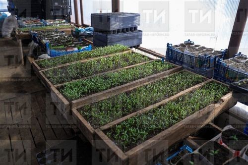 Выращивается рассада для посадки на клумбе