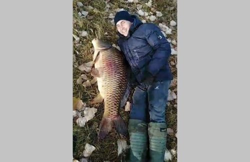 В соседнем Аксубаевском районе поймали карпа весом около 30 кг