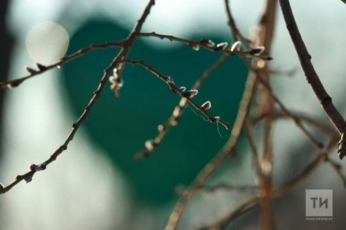 Скоро апрель: пора позаботиться о плодовых деревьях и посадочном материале